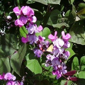 Features of growing and using hyacinth beans