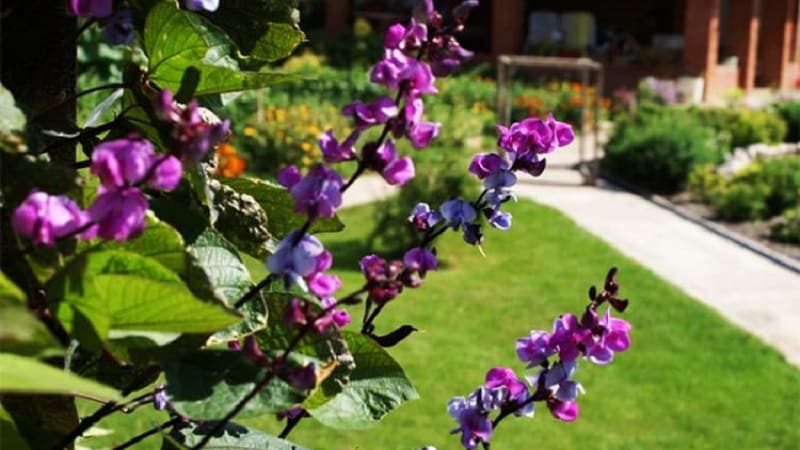 Features of growing and using hyacinth beans