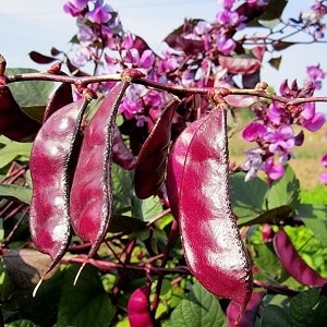 Features of growing and using hyacinth beans