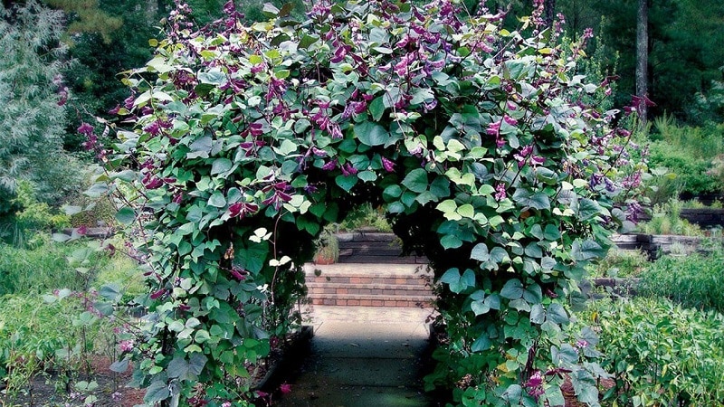 Features of growing and using hyacinth beans