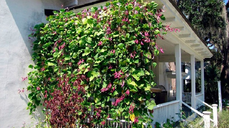 Features of growing and using hyacinth beans