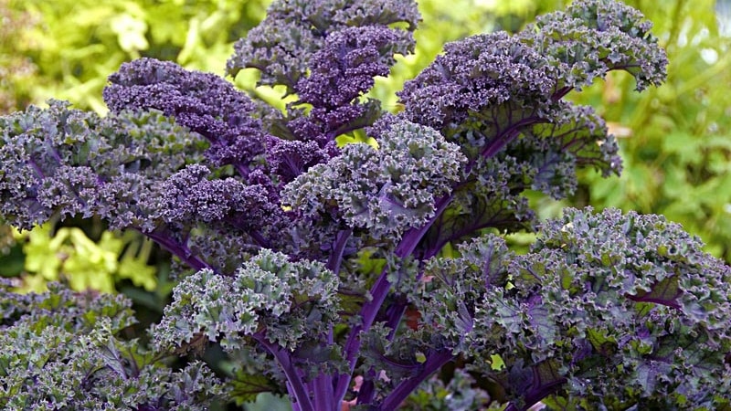 Features of growing leaf hybrid cabbage Redbor f1