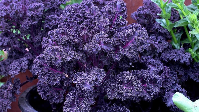 Features of growing leaf hybrid cabbage Redbor f1