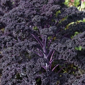 Features of growing leaf hybrid cabbage Redbor f1