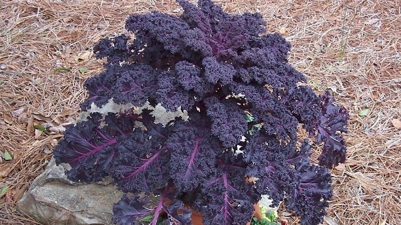 Features of growing leaf hybrid cabbage Redbor f1