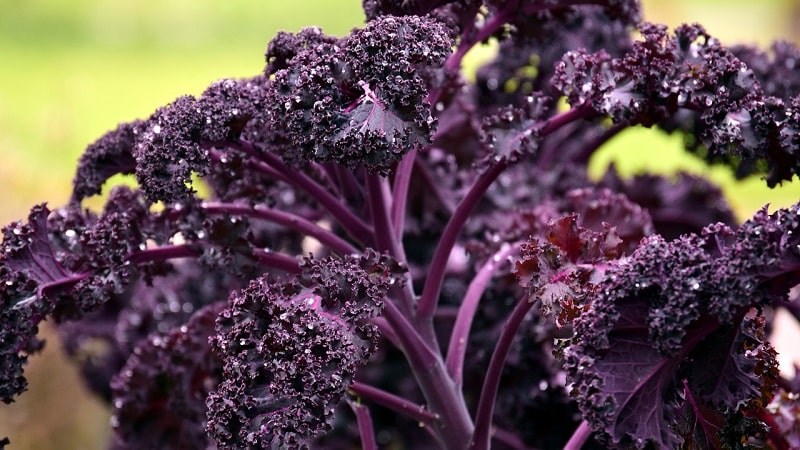 Features of growing leaf hybrid cabbage Redbor f1
