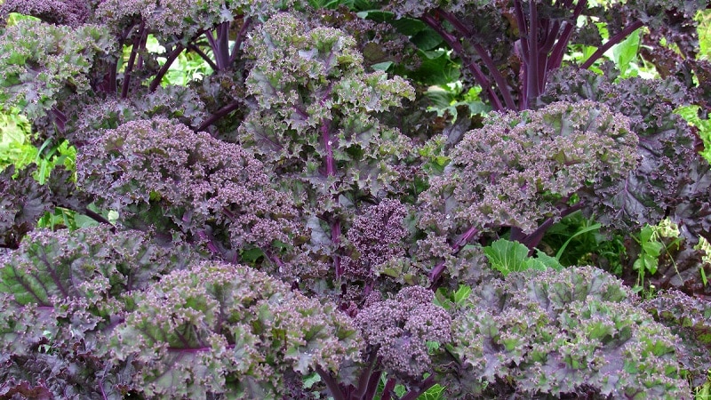 Features of growing leaf hybrid cabbage Redbor f1