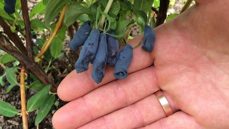 Features of growing honeysuckle in Crimea