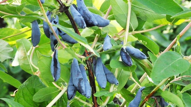 Features of growing honeysuckle in Crimea