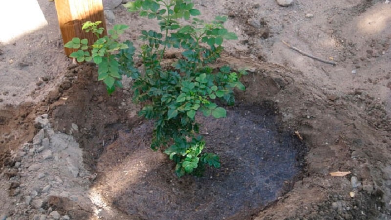 Types and varieties of decorative climbing honeysuckle
