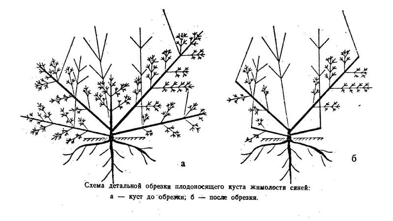 Features of growing honeysuckle in Crimea