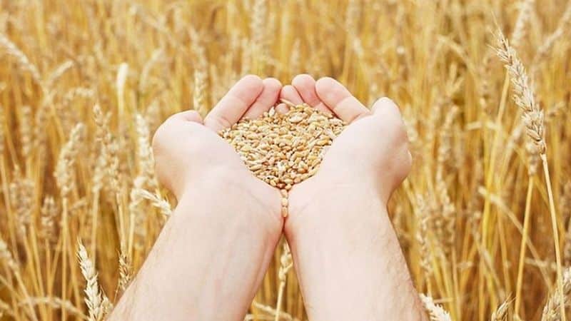 Homeland of wheat: where did wheat come from on Earth?