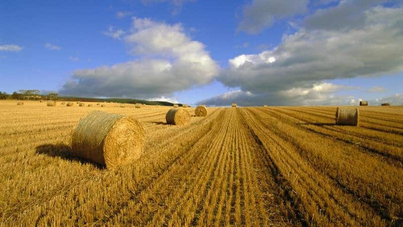 Homeland of wheat: where did wheat come from on Earth?