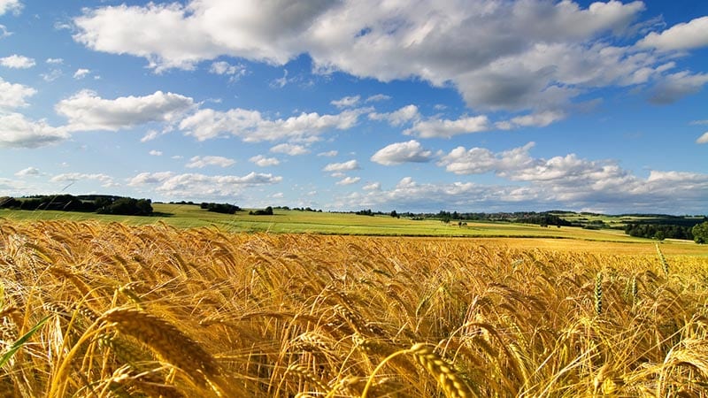 Homeland of wheat: where did wheat come from on Earth?