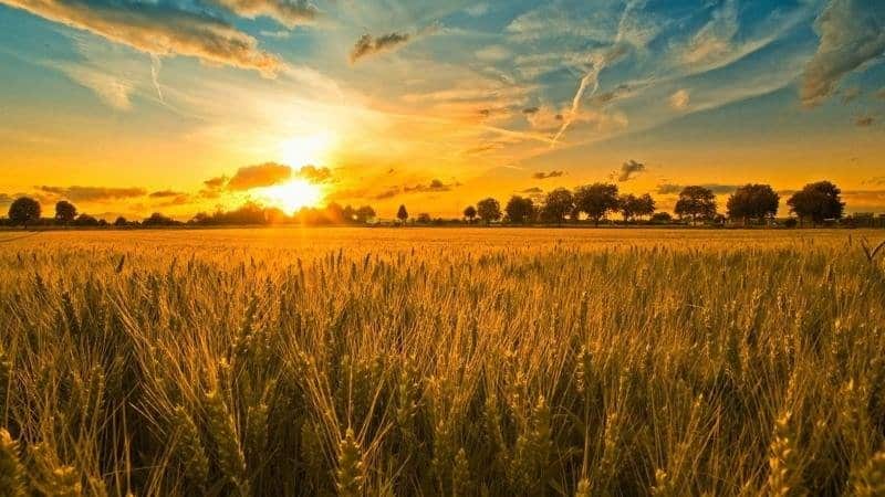 Homeland of wheat: where did wheat come from on Earth?