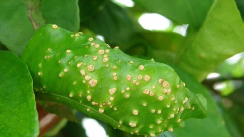 How and what to spray apple trees against pests in summer