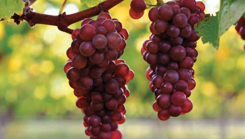 White grape variety Pinot Grigio