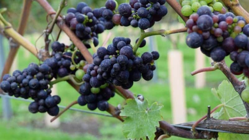 White grape variety Pinot Grigio