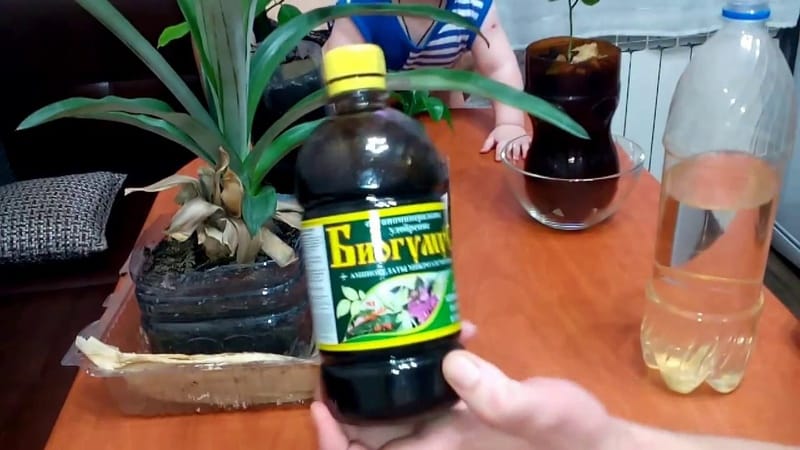 How to feed indoor lemon