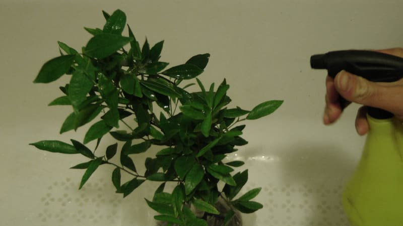How to feed indoor lemon