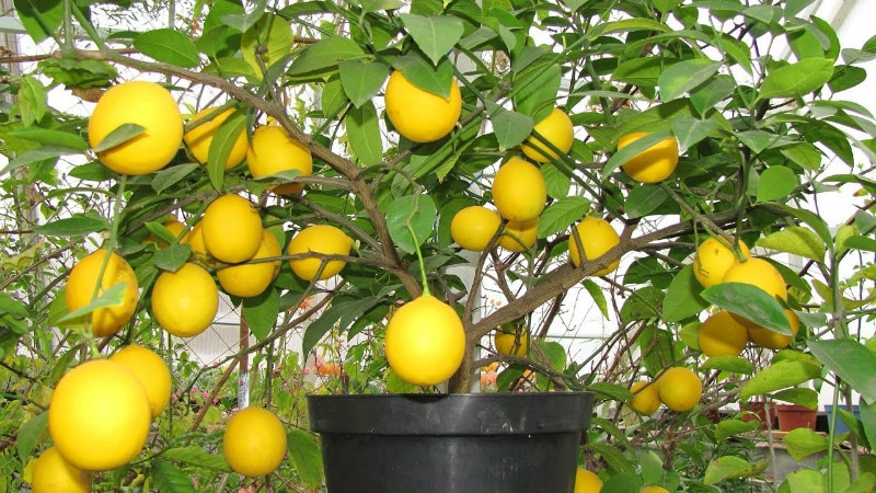 How to feed indoor lemon