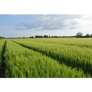 Fertilizing winter wheat: methods and rates of fertilizer application