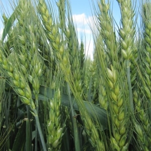 Fertilizing winter wheat: methods and rates of fertilizer application