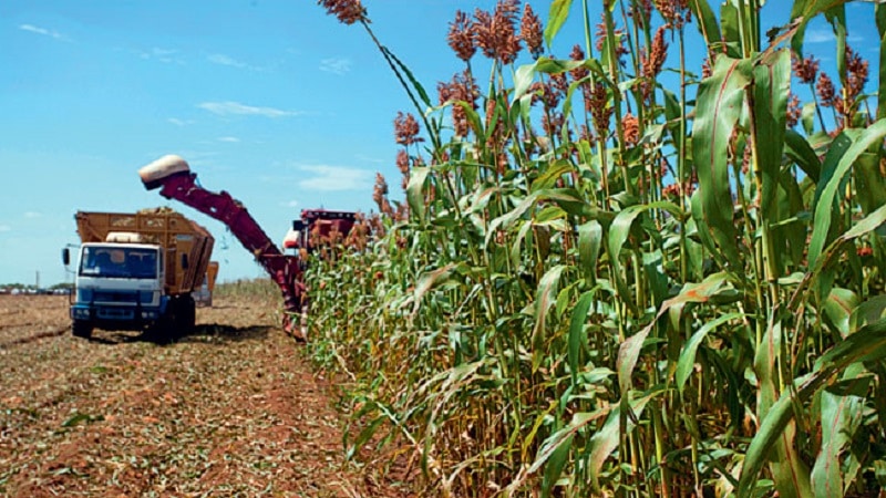 Step-by-step technology for growing sorghum from seed preparation to harvesting