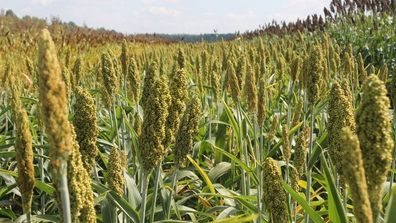Step-by-step technology for growing sorghum from seed preparation to harvesting