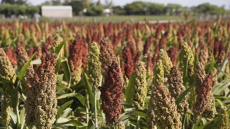 Step-by-step technology for growing sorghum from seed preparation to harvesting