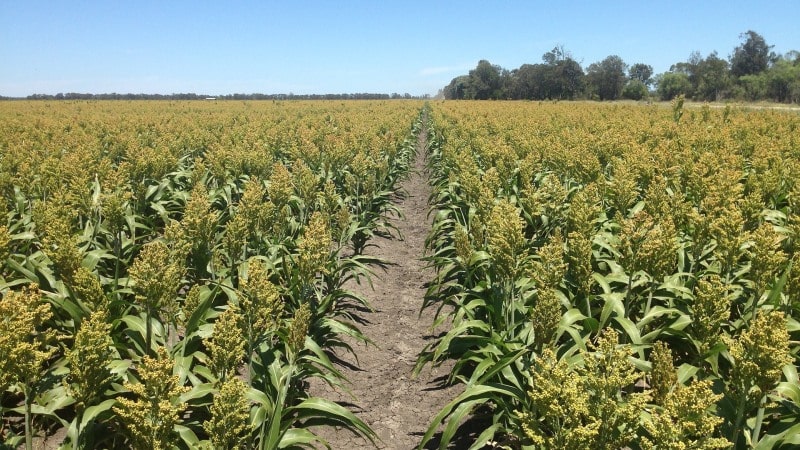 Step-by-step technology for growing sorghum from seed preparation to harvesting