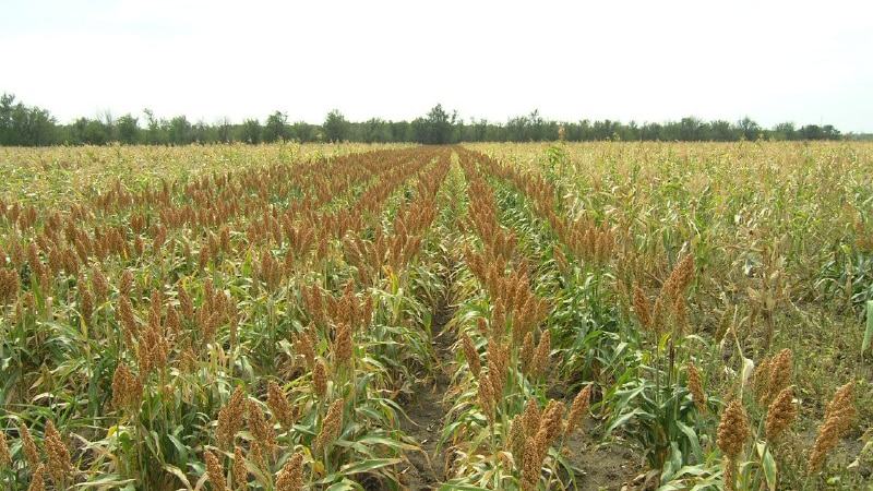 Step-by-step technology for growing sorghum from seed preparation to harvesting