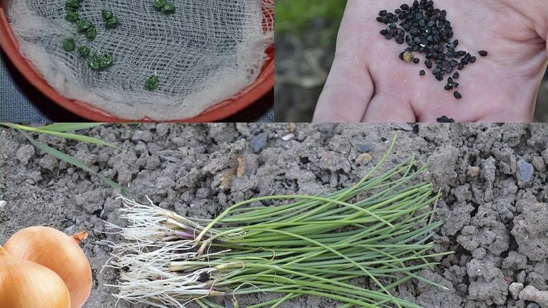 A step-by-step guide to growing onions from seeds in one season without the hassle.