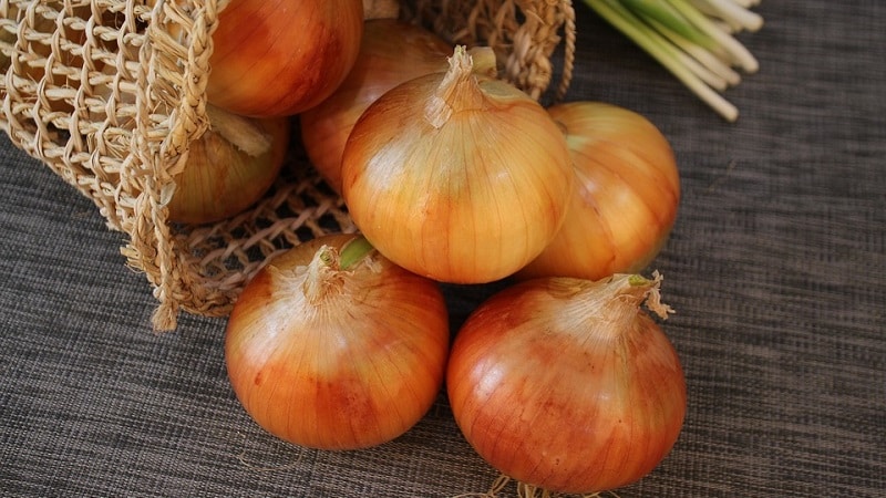 A step-by-step guide to growing onions from seeds in one season without the hassle.