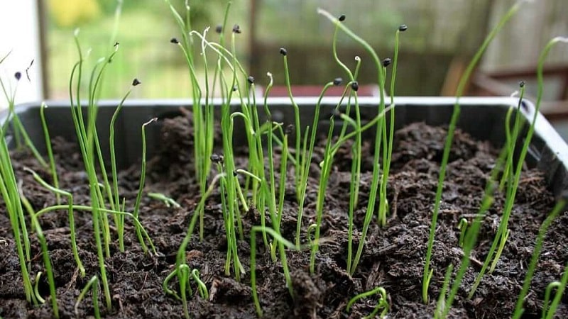 A step-by-step guide to growing onions from seeds in one season without the hassle.