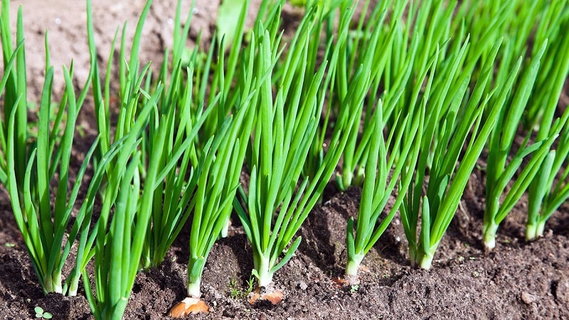 When to remove heirloom onions from the storage bed