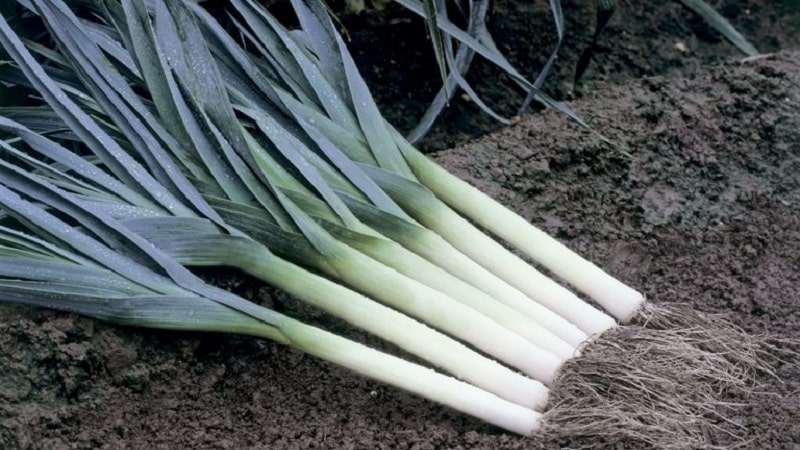 A step-by-step guide to growing onions from seeds in one season without the hassle.