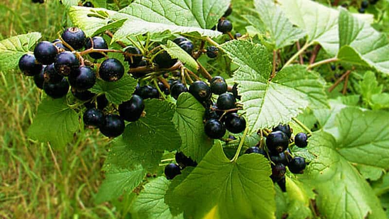 Crop rotation rules in the garden: what can be planted next to blackcurrants
