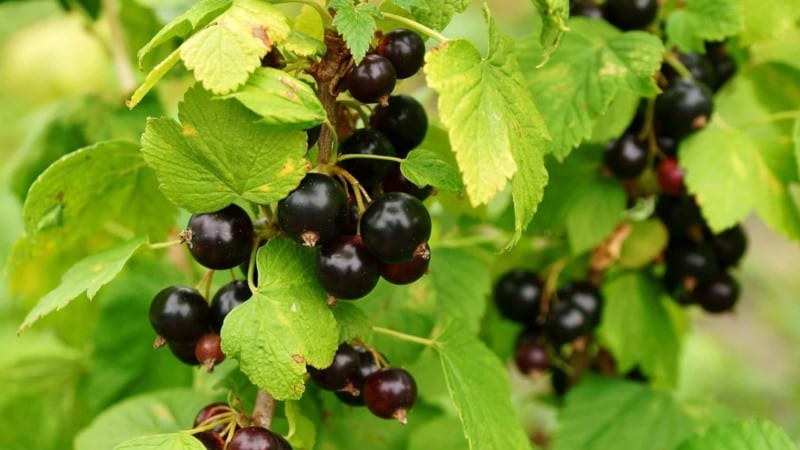 Crop rotation rules in the garden: what can be planted next to blackcurrants