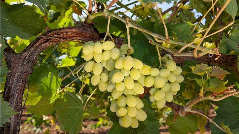 Popular delicious grape variety Aligote