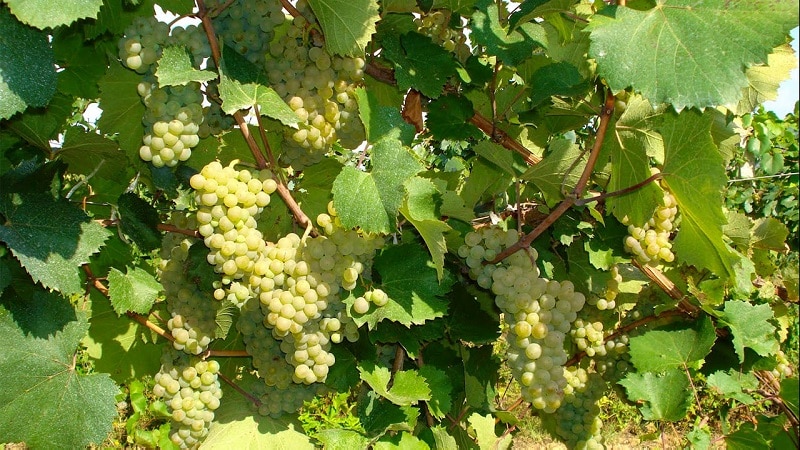 Popular delicious grape variety Aligote