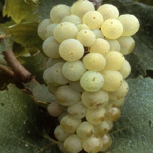 Popular delicious grape variety Aligote