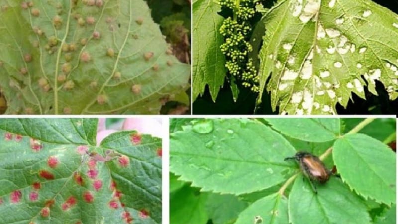 Popular delicious grape variety Aligote
