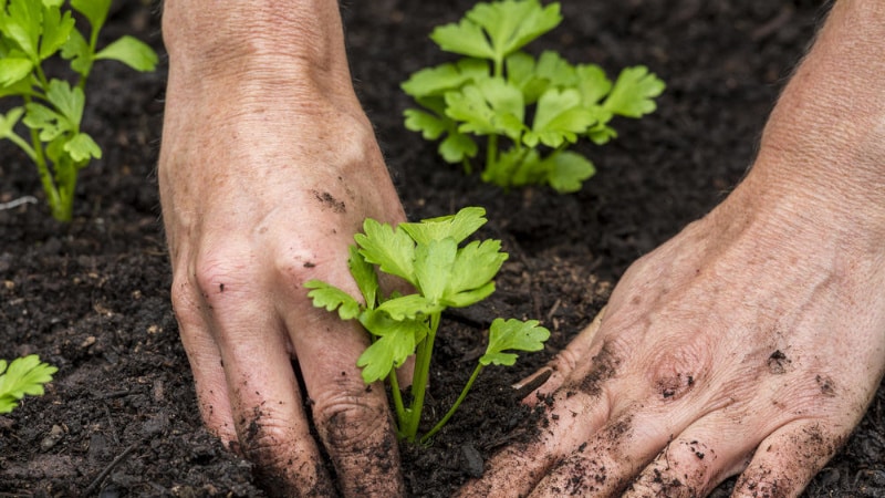 Growing and caring for celery in open ground