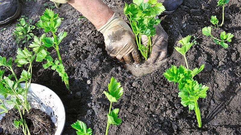 Growing and caring for celery in open ground