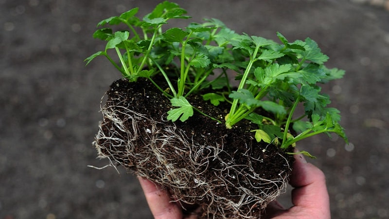 Terms and rules for planting celery for beginning gardeners