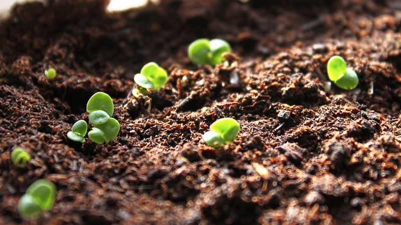 Planting, growing, outdoor care and propagation of basil