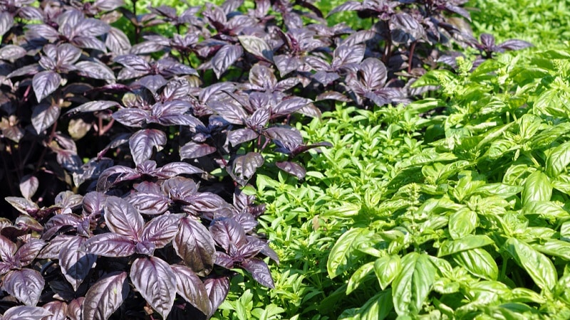 Planting, growing, outdoor care and propagation of basil