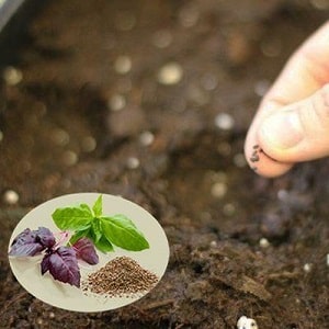 Planting, growing, outdoor care and propagation of basil