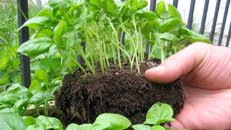 Planting, growing, outdoor care and propagation of basil